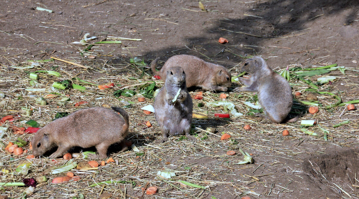 Fressende Prriehunde am 14.09.2021 im Tierpark Hagenbeck in Hamburg. 