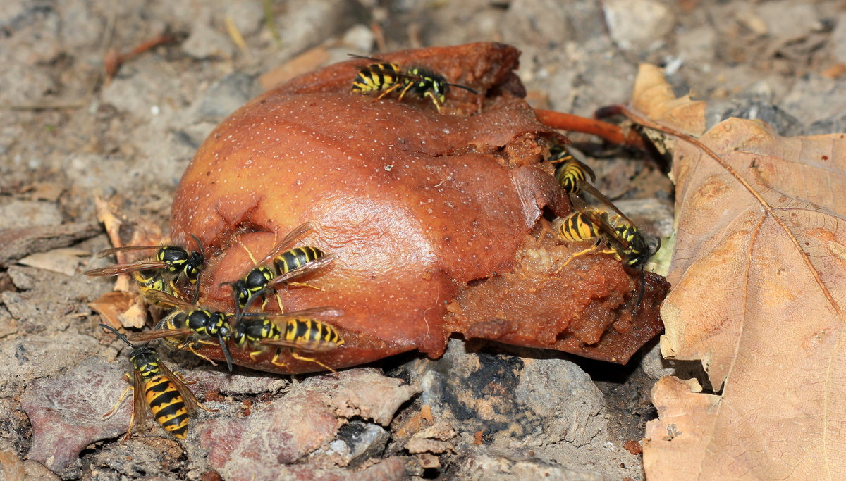 Fressgelage einer Wespengruppe an einer faulen Birne am 20.10.2020. 