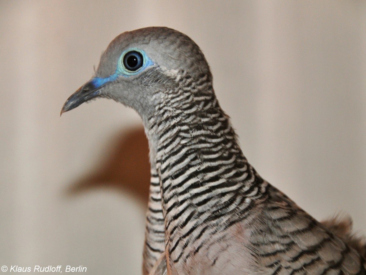 Friedenstubchen (Geopelia placida) auf der Landesvogelschau Recklinghausen (Januar 2014).