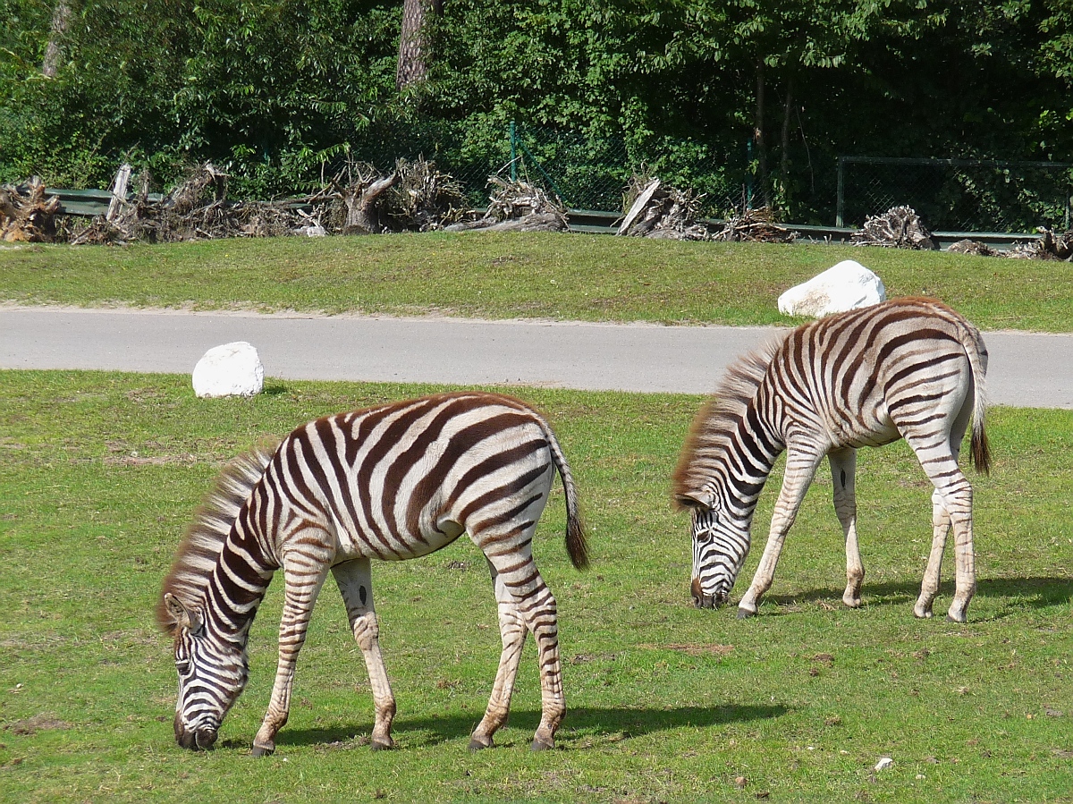 Friedlich grasende Zebras im Serengetipark, 9.9.15 