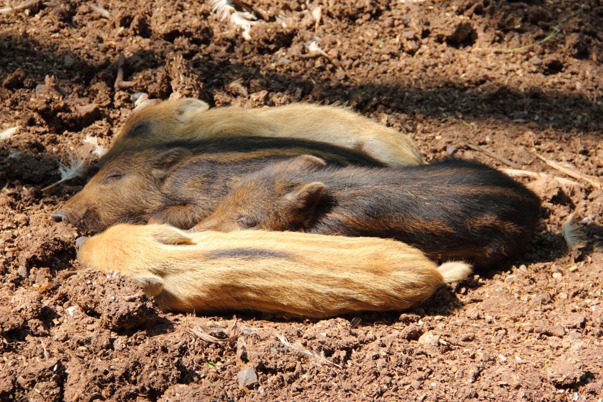 Frischlinge beim Mittagsschlaf in Tambach am 14.05.2015.