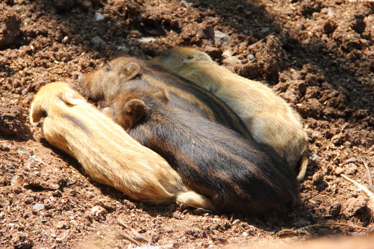 Frischlinge beim Mittagsschlaf in Tambach am 14.05.2015.