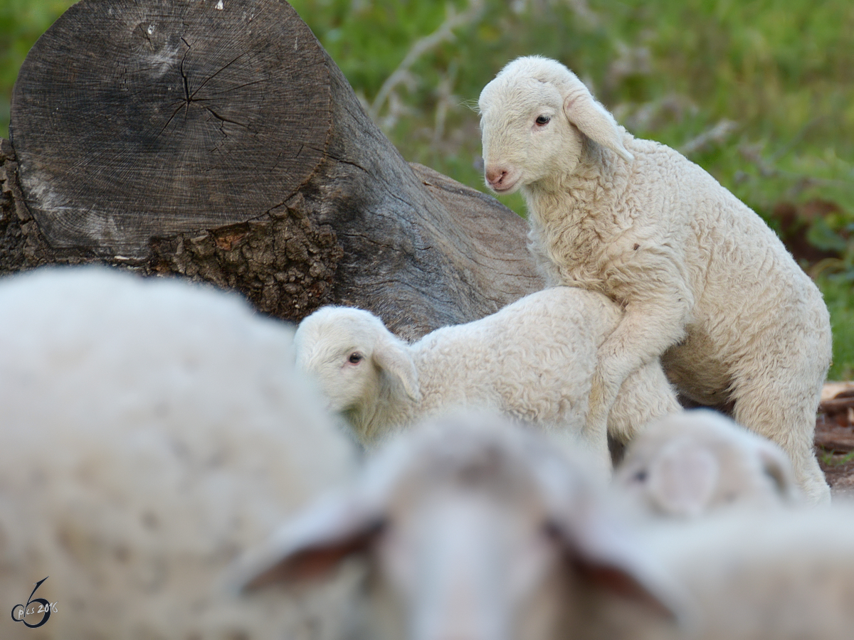 Frh bt sich,... zwei junge Schafe in Bracciano.
