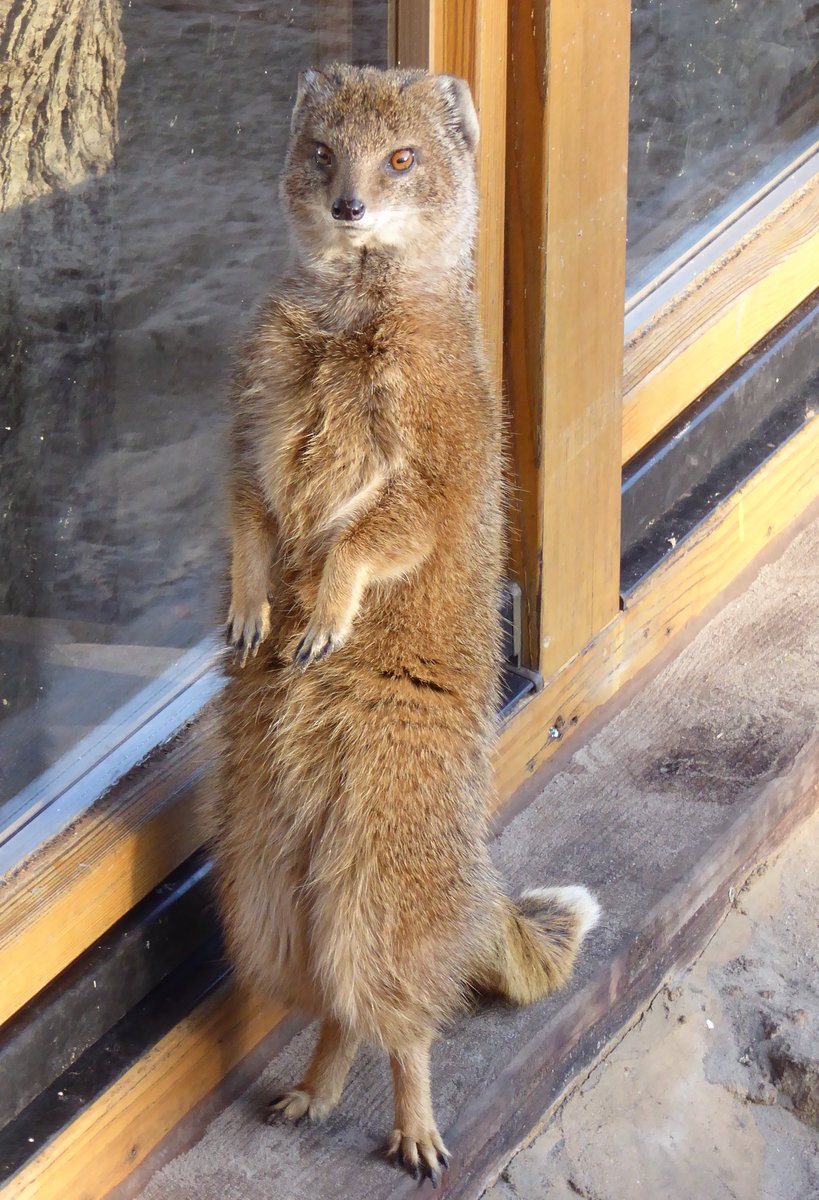 Fuchsmanguste (Cynictis penicillata), leben als Gruppen zusammen mit Erdmnnchen in einer groen Anlage im Tierpark Nordhorn. Aufnahme von Dezember 2016.