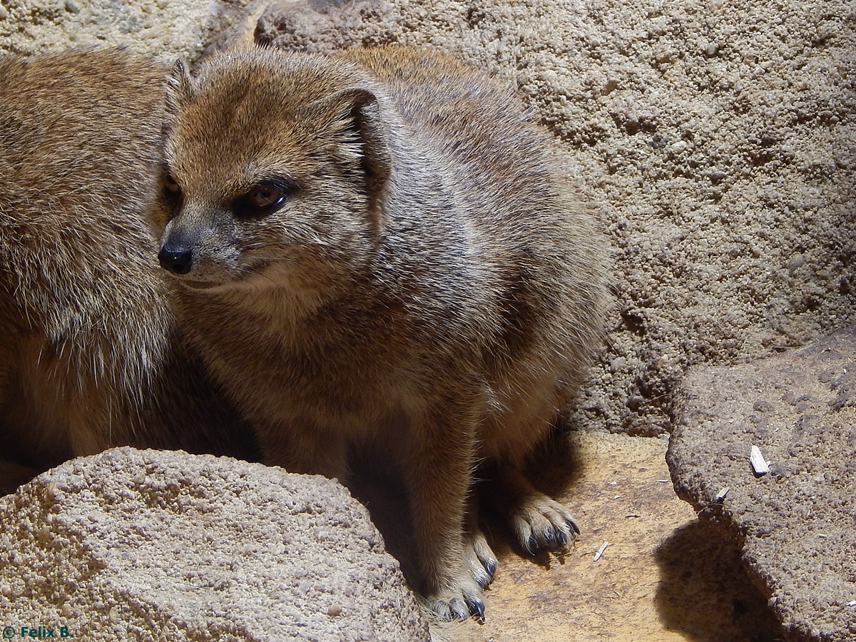 Fuchsmanguste in Sankt Peter-Ording am 19.10.2014