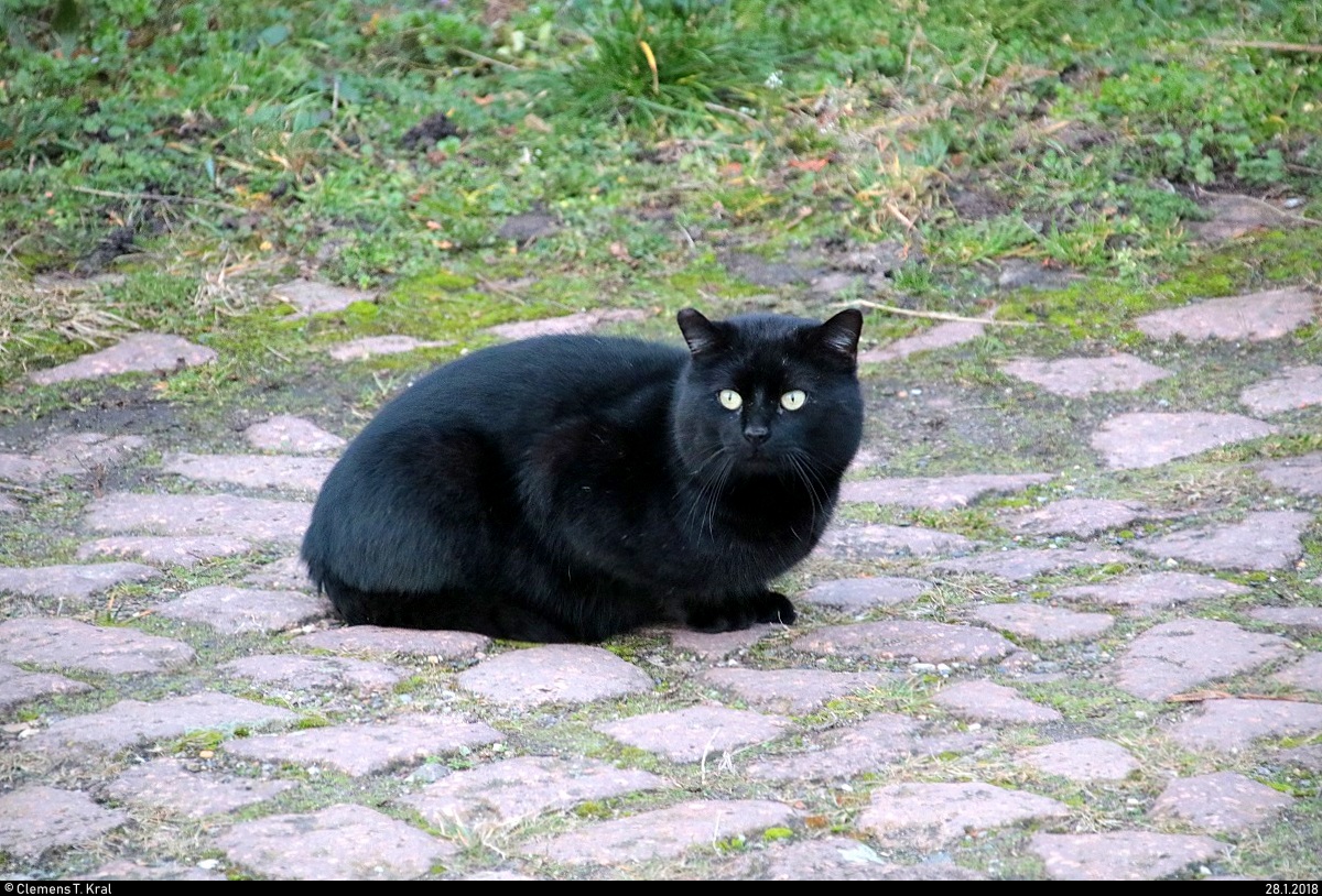 Fr einen kurzen Moment machte eine in Zscherben (Gemeinde Teutschenthal) streunende oder spazierende Katze nahe des Bahnhaltepunkts Halt und schien, etwas entdeckt zu haben. Optimal, um sie spontan aufzunehmen. [28.1.2018 | 16:39 Uhr]