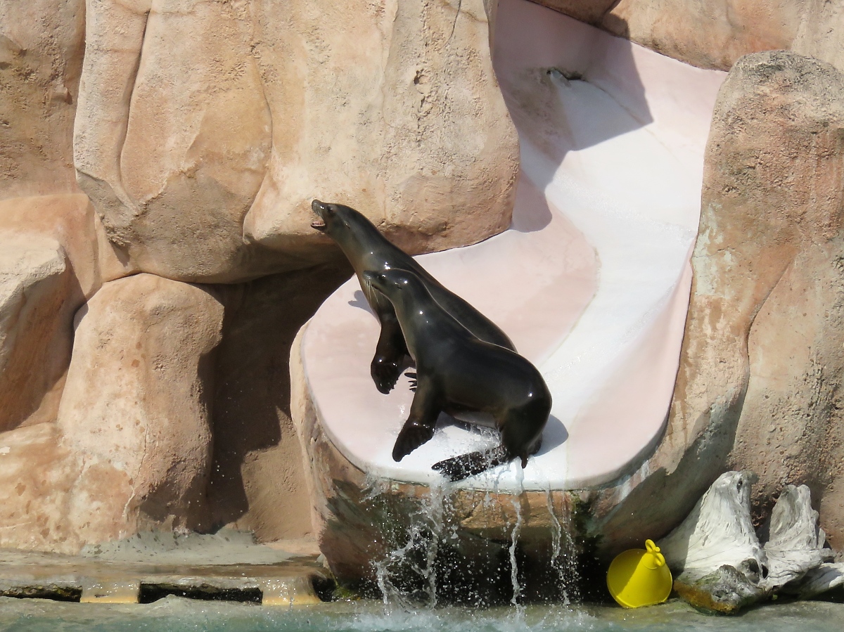 Fr zwei Seelwen ist das Kunststck noch schwieriger im Zoo d'Amneville, 26.9.2017 