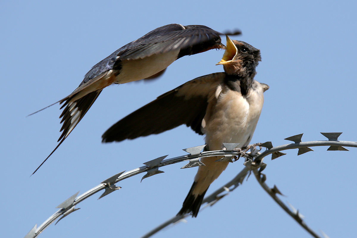 Ftterung im Flug; die fast ausgewachsene Jungschwalbe sitzt auf dem Zaun des Flughafens Mnchen, 22.08.2015