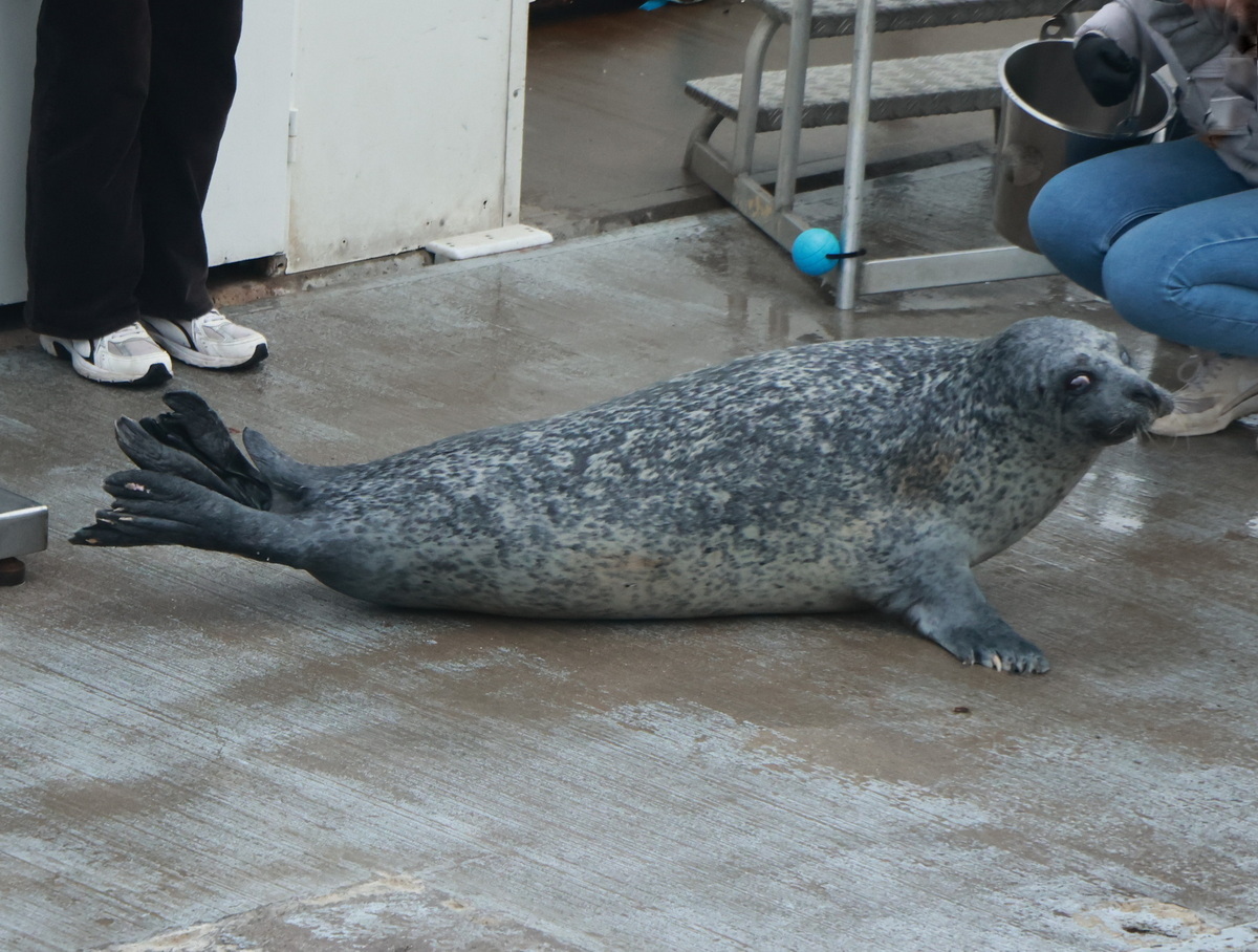 Ftterung nach den Trainingszeiten der Robben im Robbenforschungszentrum Hohe Dne am 17. Oktober 2025 in Warnemnde.
