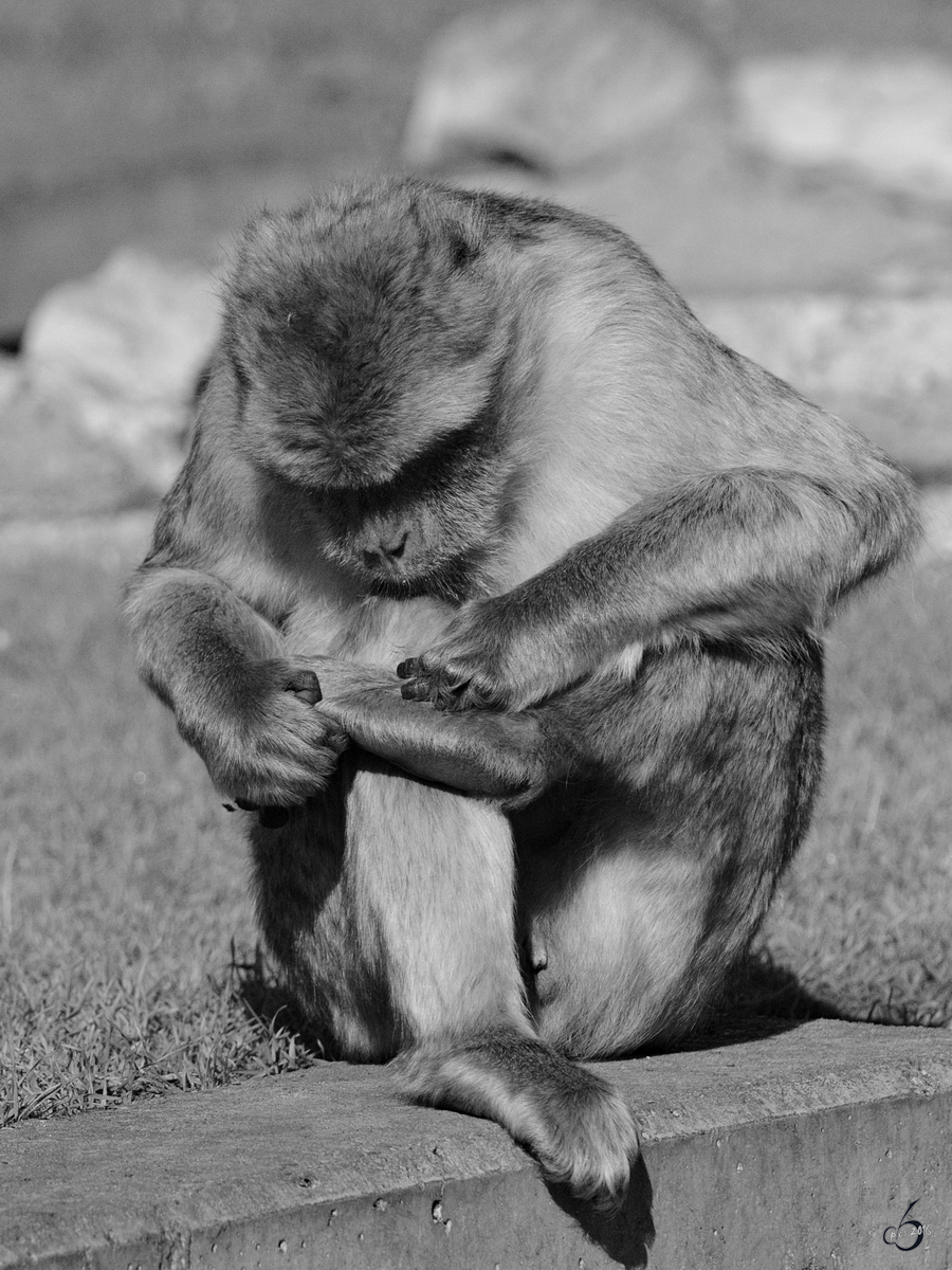 Fupflege bei den Berberaffen im Zoo Safaripark Stukenbrock. (Oktober 2014)