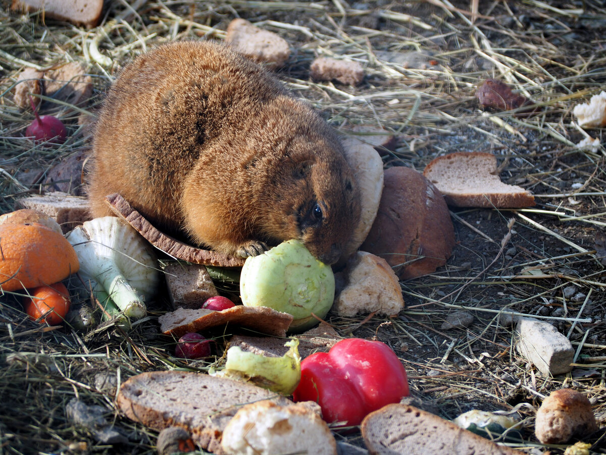 Futterzeit bei den Prriehunden im Tiergehege. Foto 3.3.24