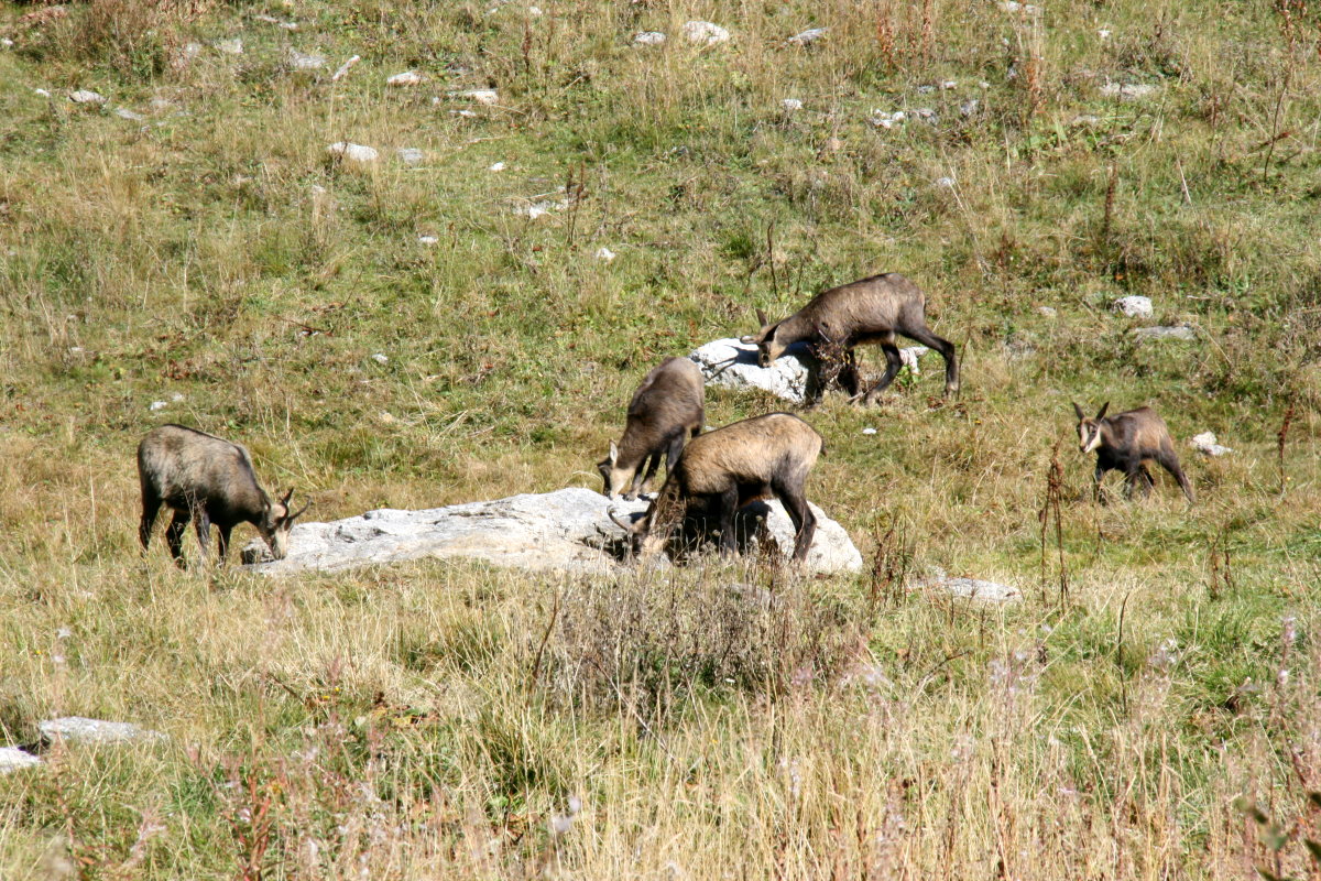 Gmse im Obergoms; 10.10.2015