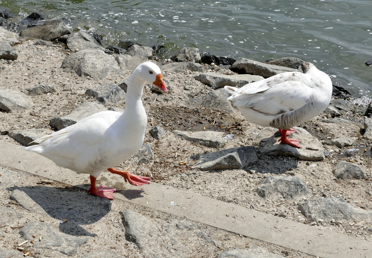 Gnse am Rheinufer in Mondorf - 20.05.2018