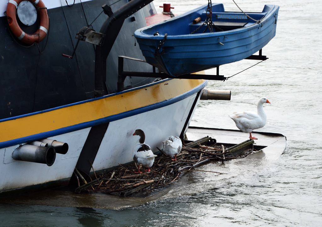 Gnse haben sich am Heck eines Schiffes im Rhein bei Neuwied bequem gemacht - 14.02.2015