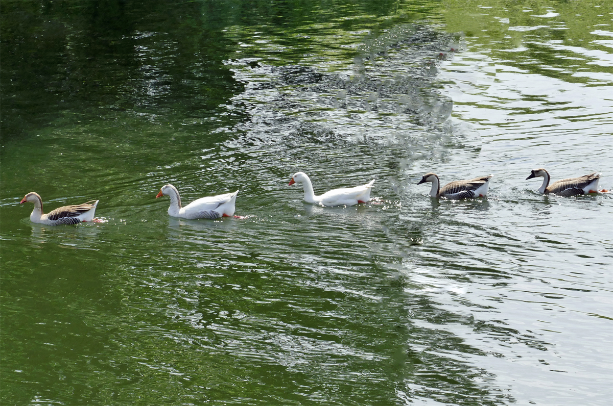 Gnsefamilie, nicht  sortenrein , erkannbar Graugans und Hckergans, am Rheinarm in Mondorf - 20.05.2018