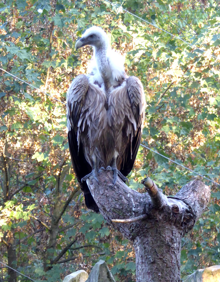 Gnsegeier (Gyps fulvus), leben in einer Gruppe in der Anlage  Geierfelsen  im Tierpark Nordhorn. Aufnahme von Sept.2018.