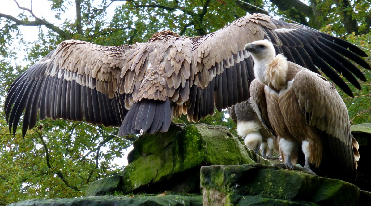 Gnsegeier(Gyps fulvus) Gesehen im Tierpark Nordhorn im November 2012. 