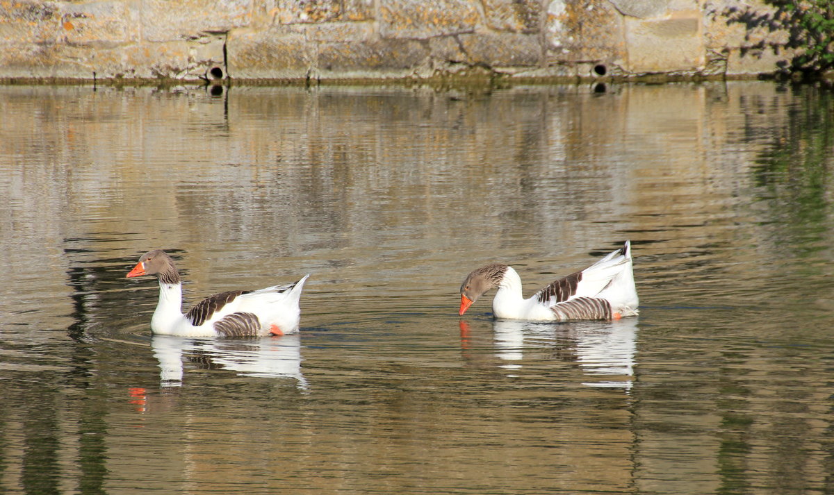 Gnseprchen am 25.04.2020 im Schlosssee von Neuenstein. 