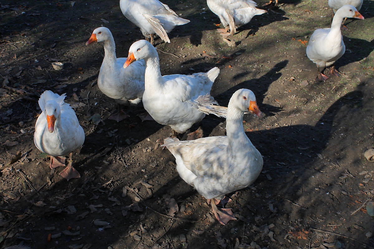 Gnseschar in Vorst, 28.10.12