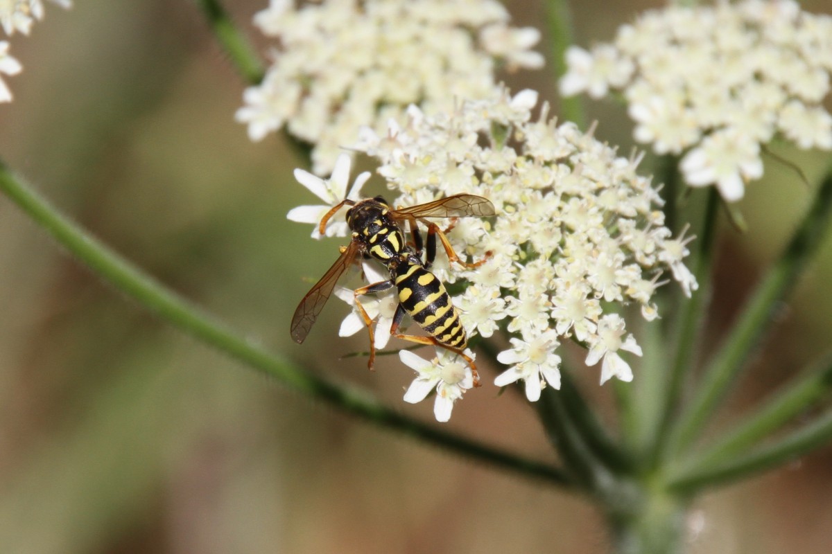 Gallische Feldwespe (Polistes dominulus) am 20.7.2010 bei Neuried am Oberrhein.