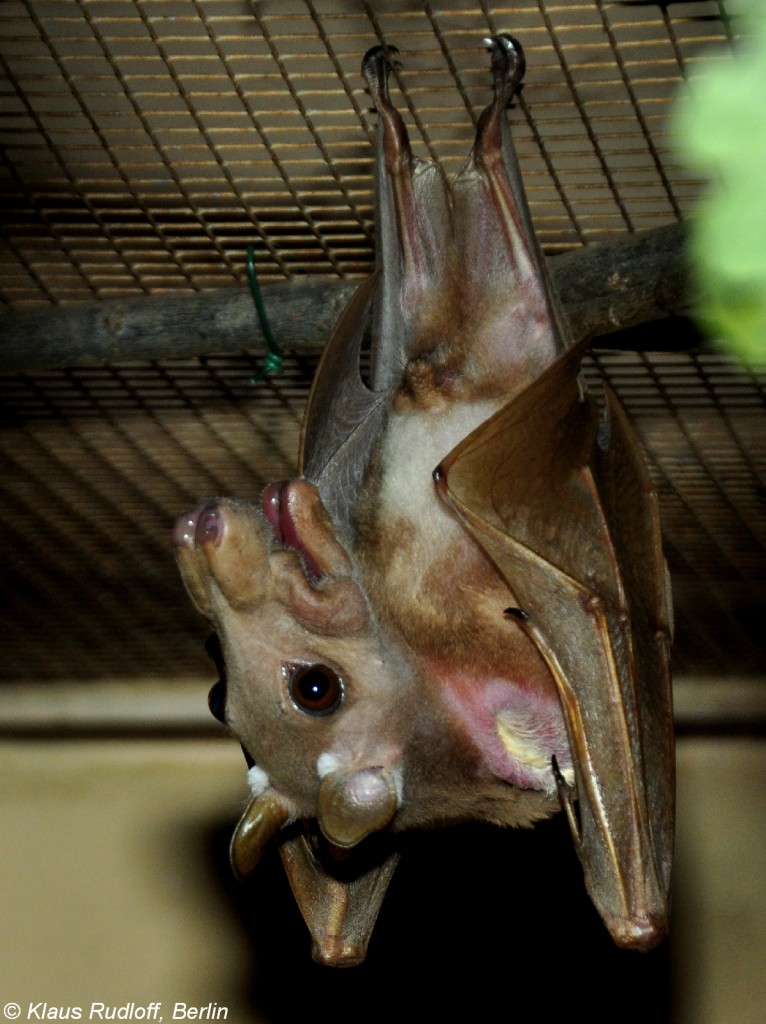 Gambia-Epaulettenflughund (Epomophorus gambianus). Mnnchen im Zoo und Botanischen Garten Pilsen (Plzen, Juni 2015.