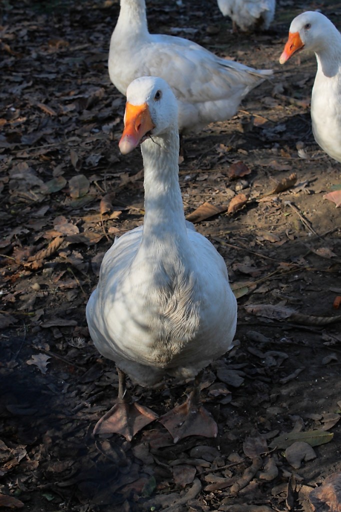 Gans im Portrait, Vorst, 28.10.12