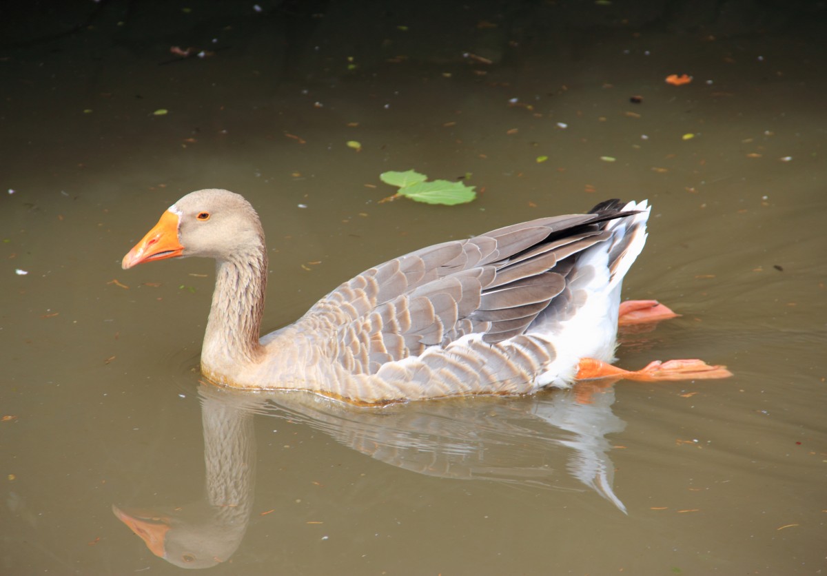 Gans in Weidhausen am 20.08.2013.