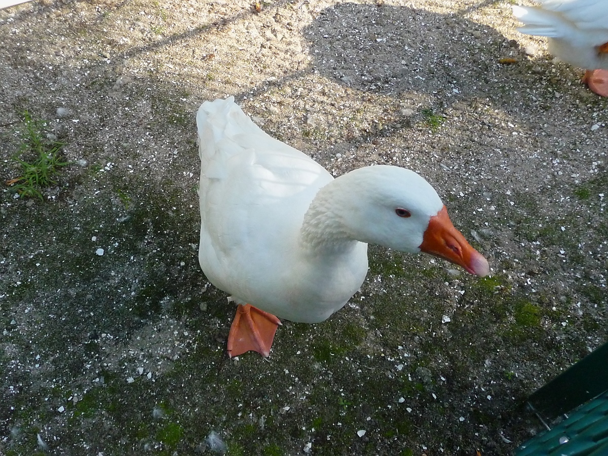 Gan(s)z brav im Kurpark Cuxhaven, 10.9.2015