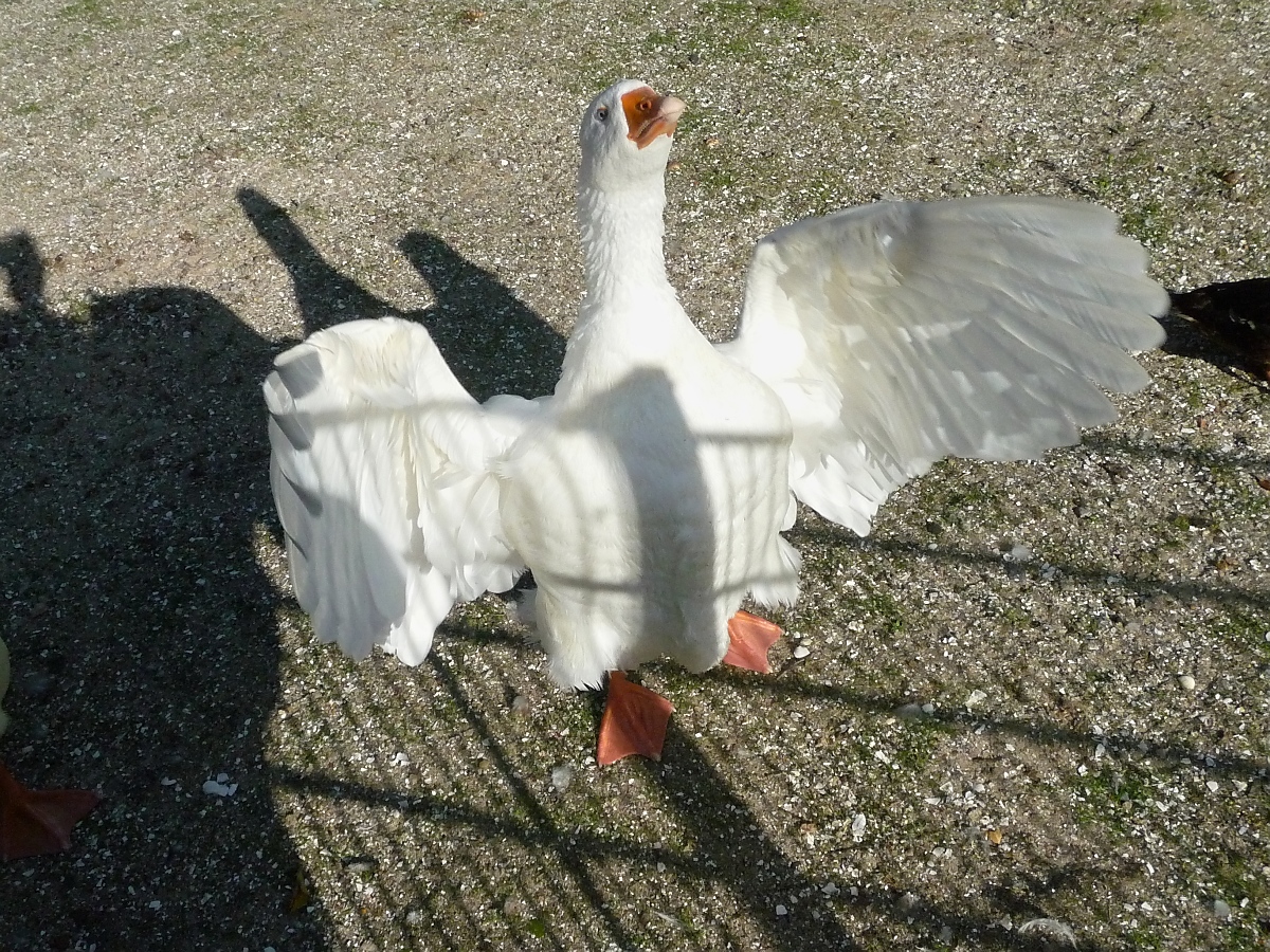 Gan(s)z wild im Kurpark Cuxhaven, 10.9.2015