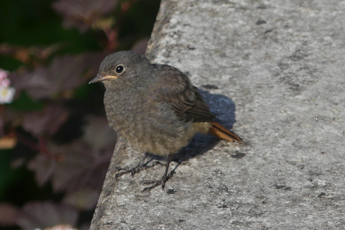 Gartenrotschwanzjunges gesehen in unserem Garten. 03.06.2020 (Jeanny)