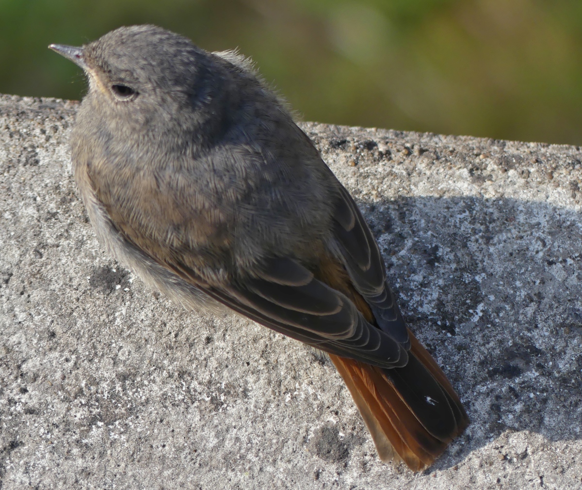 Gartenrotschwanzjunges gesehen in unserem Garten. 03.06.2020 (Jeanny)