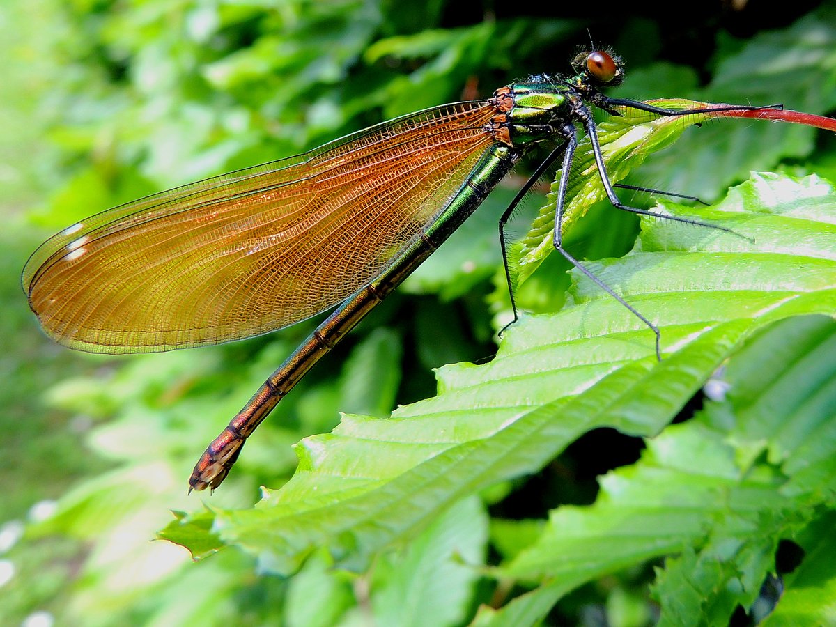 Gebnderte Prachtlibelle (Calopteryx splendens), Weibchen; macht eine kurze Rast auf einem Blatt; 130520