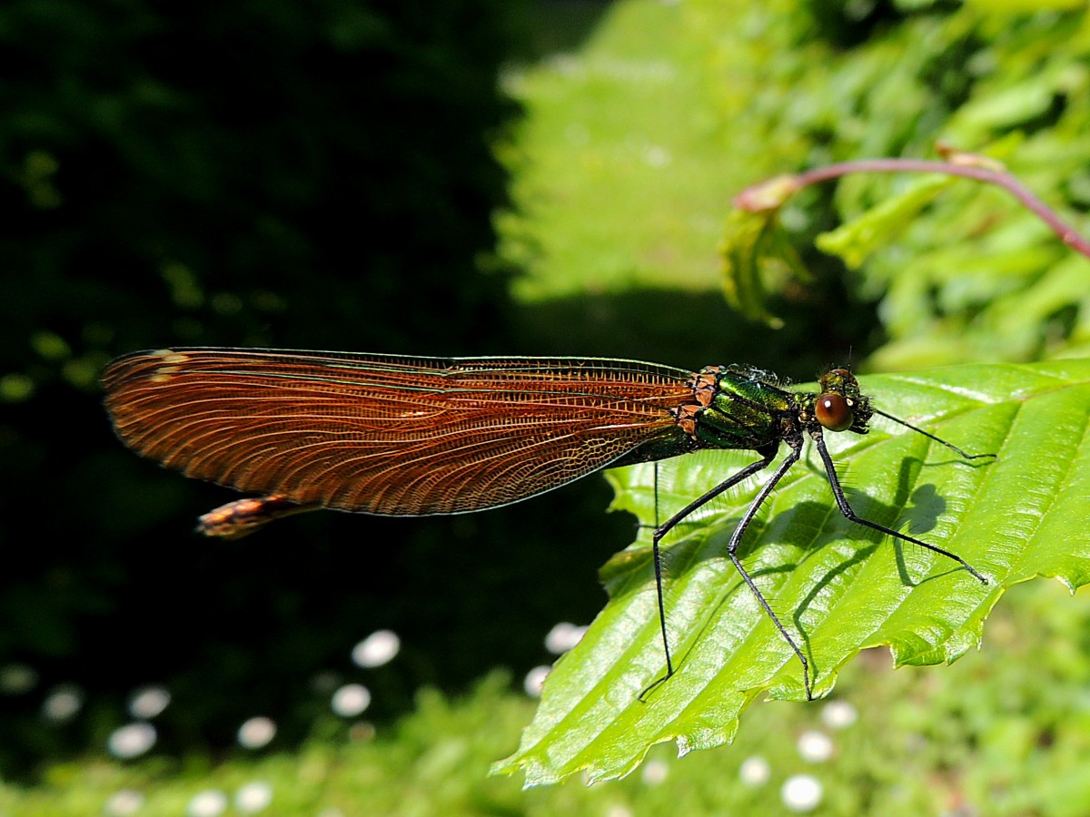 Gebnderte Prachtlibelle (Calopteryx splendens)weibl.; bei einer kurzen Rast; 130520