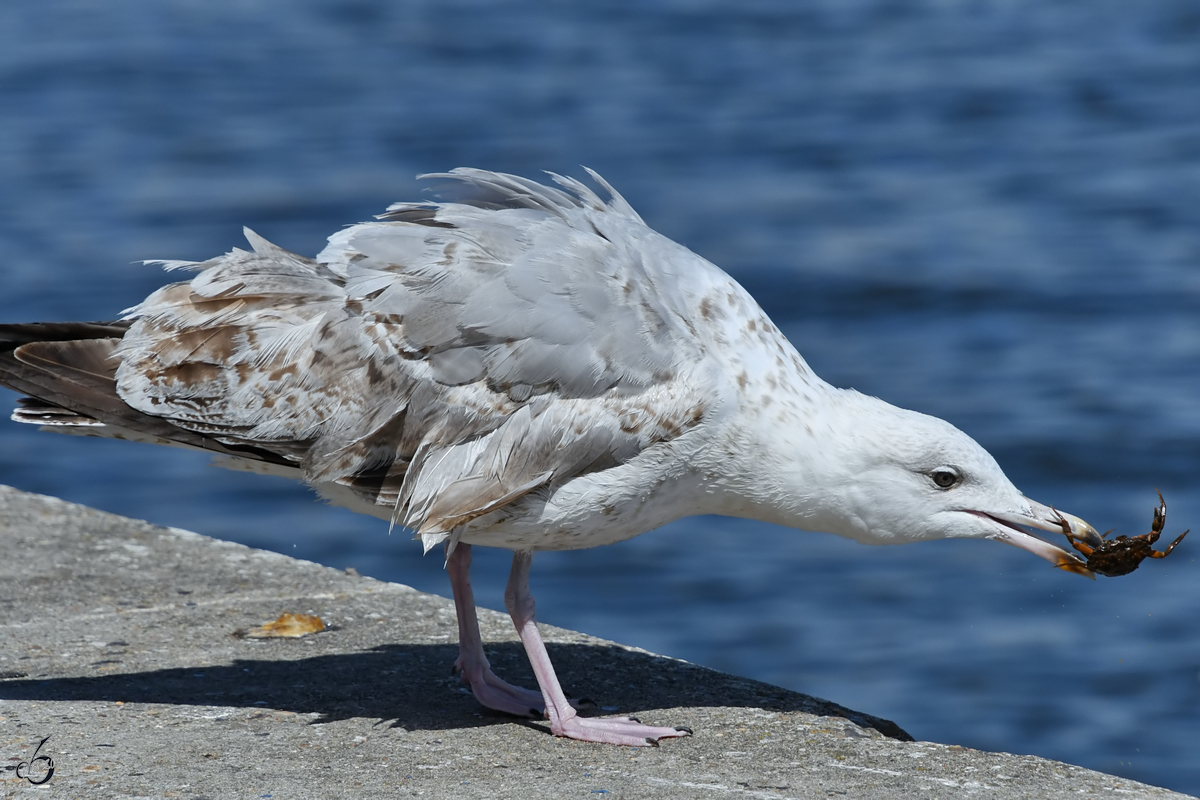 Geduld wird belohnt mit einem leckeren Krebs fr diese Mwe. (Aalborg, Juni 2018)