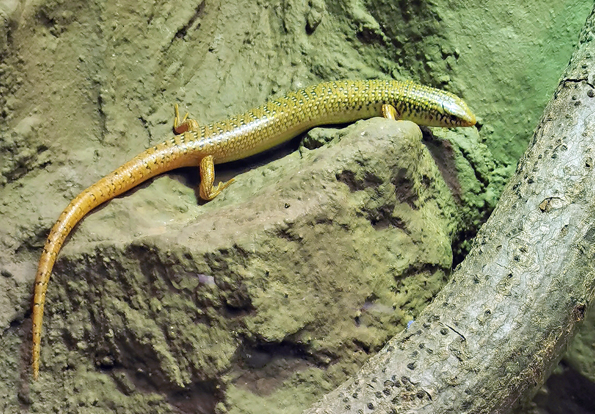 Gefleckter Walzenskink im Aquarium des Klner Zoo - 14.06.2022