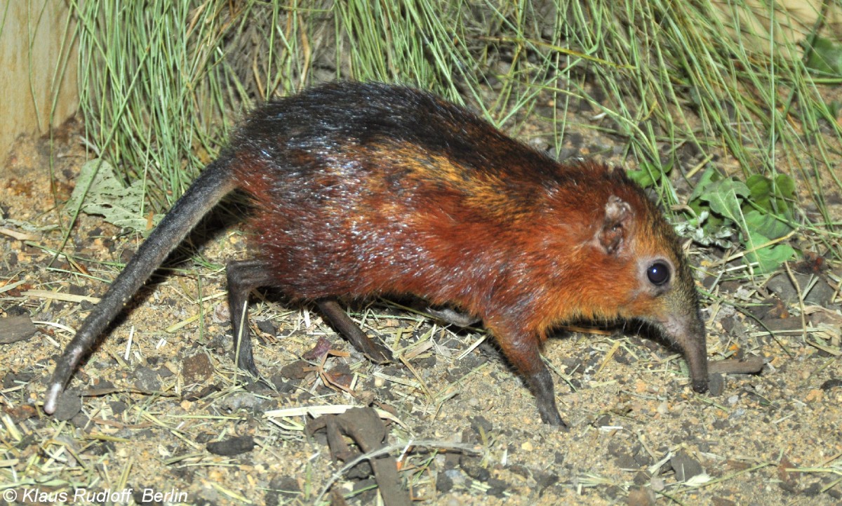 Geflecktes Rsselhndchen (Rhynchocyon cirnei macrurus) im Zoo und Botanischen Garten Pilsen (Plzen, Juni 2015).