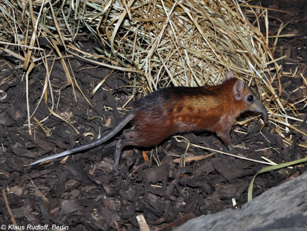 Geflecktes Rsselhndchen (Rhynchocyon cirnei macrurus) im Zoo Prag (Praha, 2009).