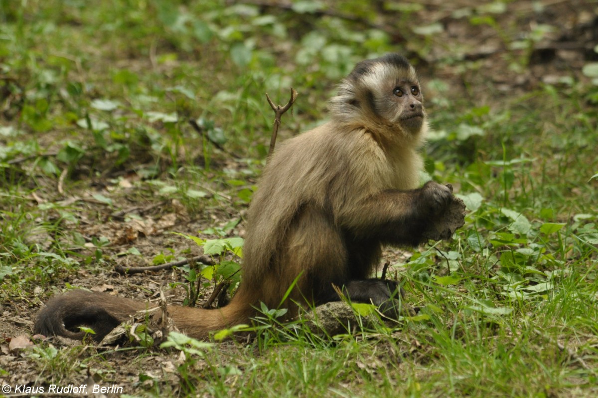 Gehaubter Kapuziner (Cebus apella) im Tierpark Cottbus (2012).