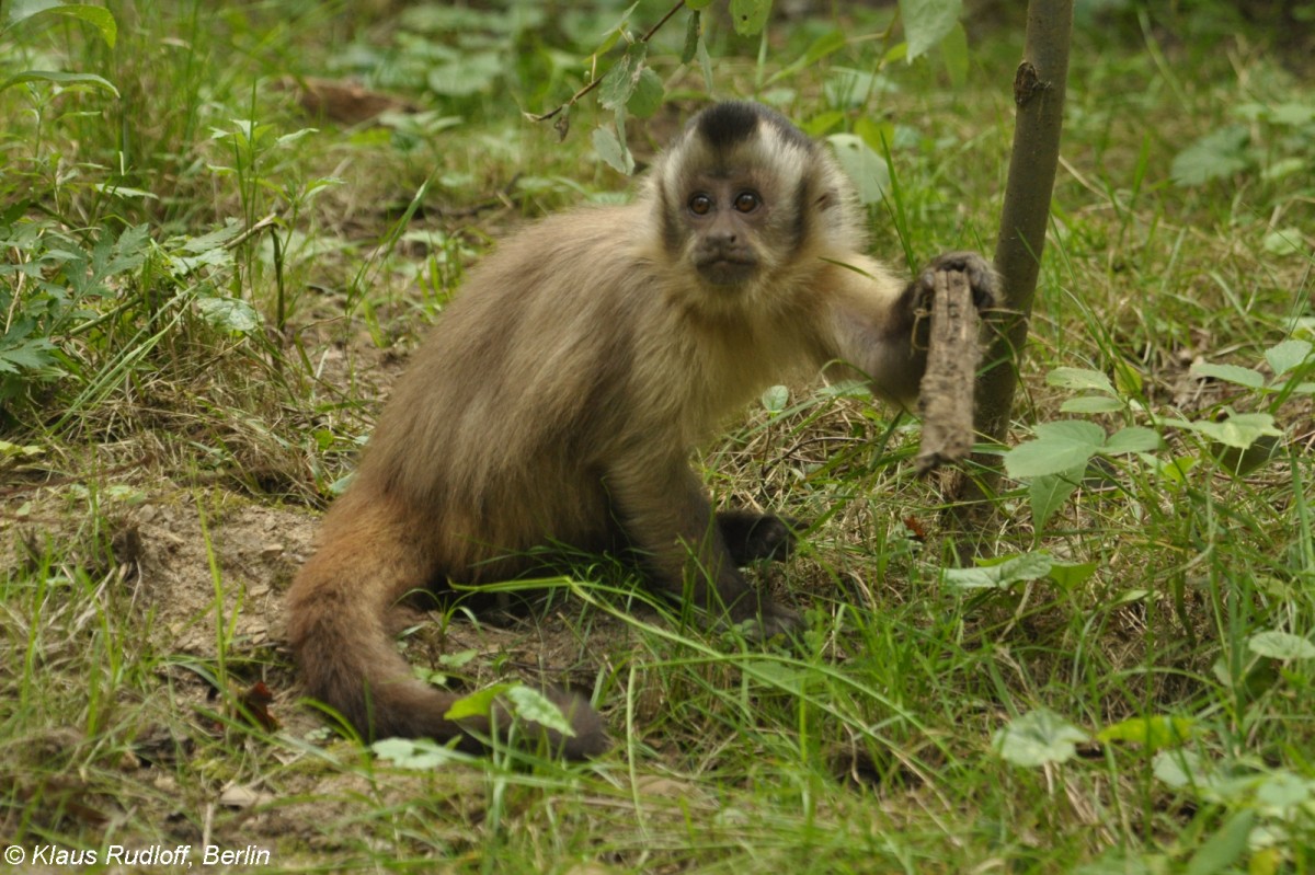 Gehaubter Kapuziner (Cebus apella) im Tierpark Cottbus (2012).