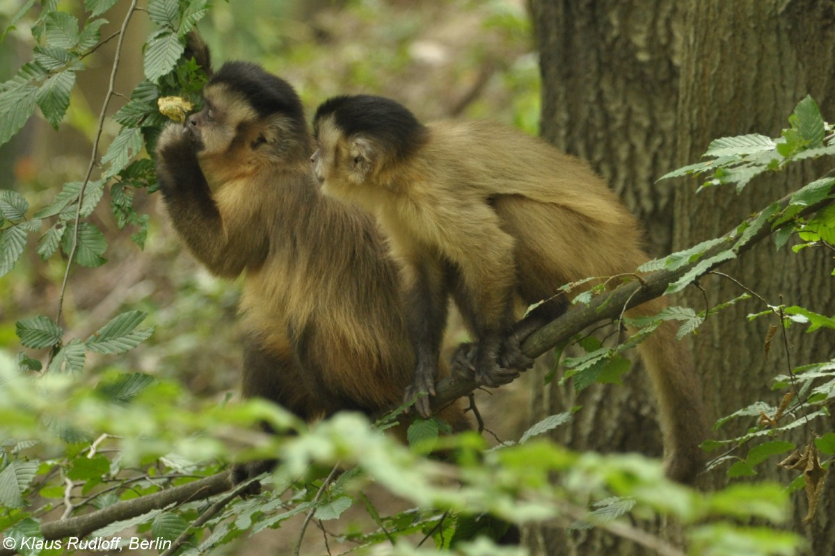 Gehaubter Kapuziner (Cebus apella) im Tierpark Cottbus (2012).