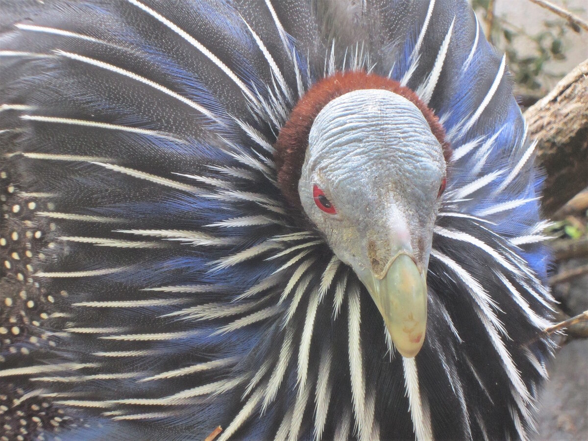 Geierperlhuhn aufgenommen am 21.06.2023 im Zoo Stralsund