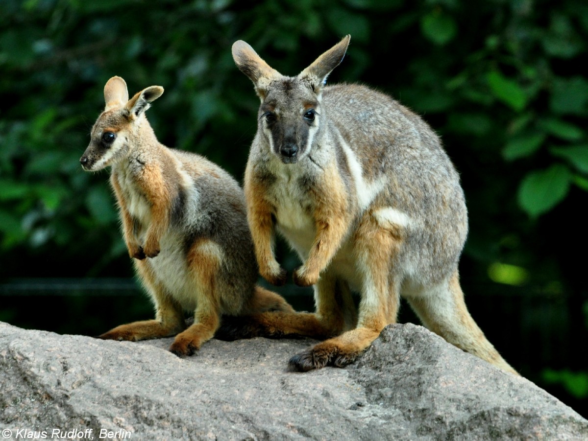 Gelbfu-Felsenknguru oder Ringelschwanz-Felsenknguru (Petrogale xanthopus xanthopus). Weibchen mit Jungtier im Tierpark Berlin (Juli 2015).