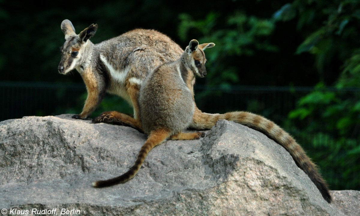 Gelbfu-Felsenknguru oder Ringelschwanz-Felsenknguru (Petrogale xanthopus xanthopus). Weibchen mit Jungtier im Tierpark Berlin (Juli 2015).