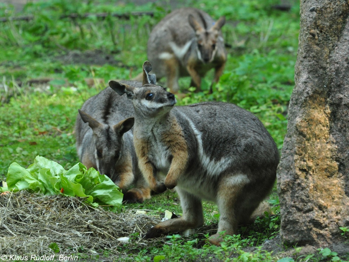 Gelbfu-Felsenknguru oder Ringelschwanz-Felsenknguru (Petrogale xanthopus xanthopus) im Tierpark Berlin (August 2015).