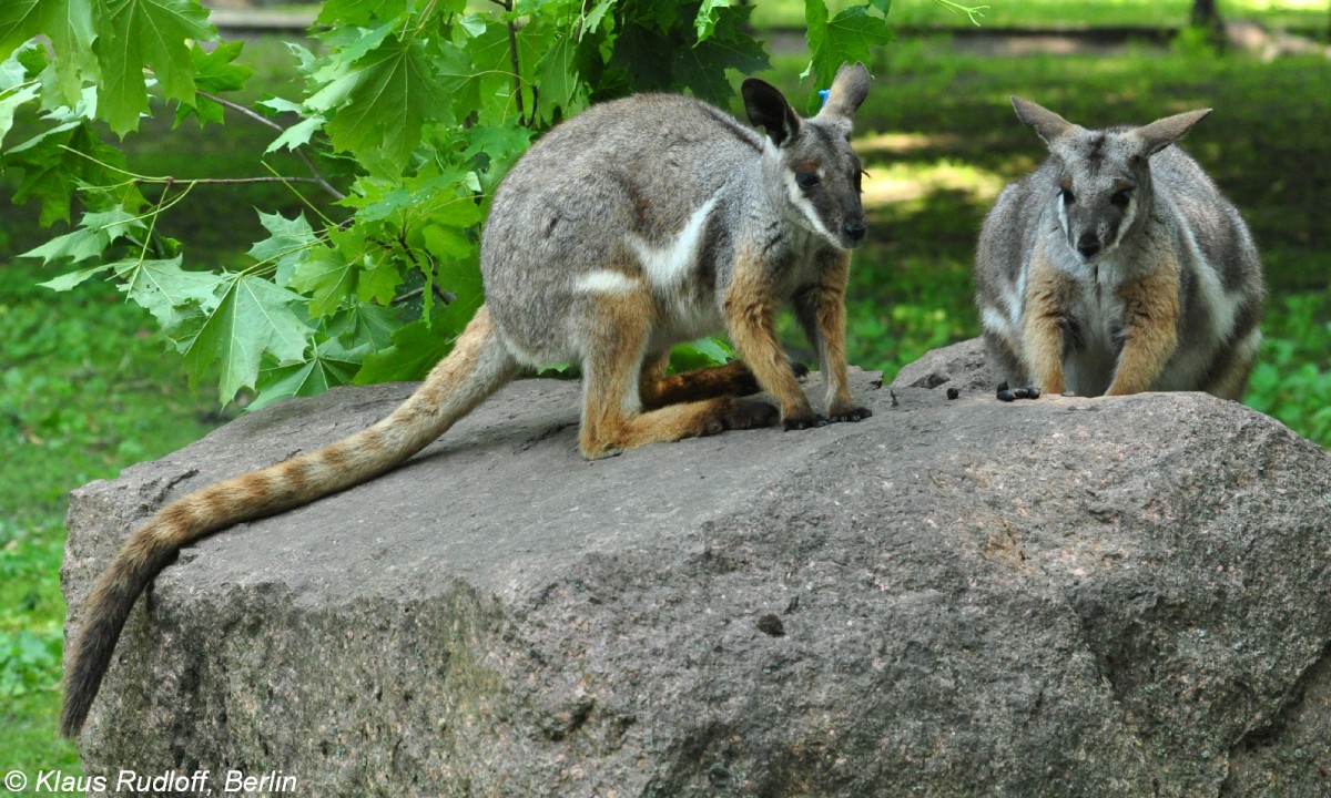 Gelbfu-Felsenknguru oder Ringelschwanz-Felsenknguru (Petrogale xanthopus xanthopus) im Tierpark Berlin (August 2015).