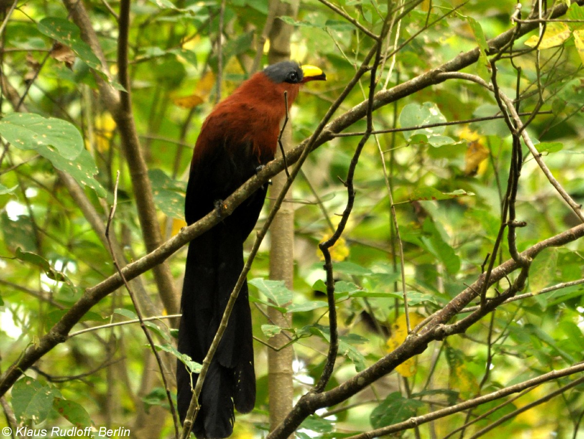 Gelbschnabel-Malkoha (Phaenicophaeus calyorhynchus) im Tangkoko National Park - Manado (Nordost-Sulawesi, November 2013).