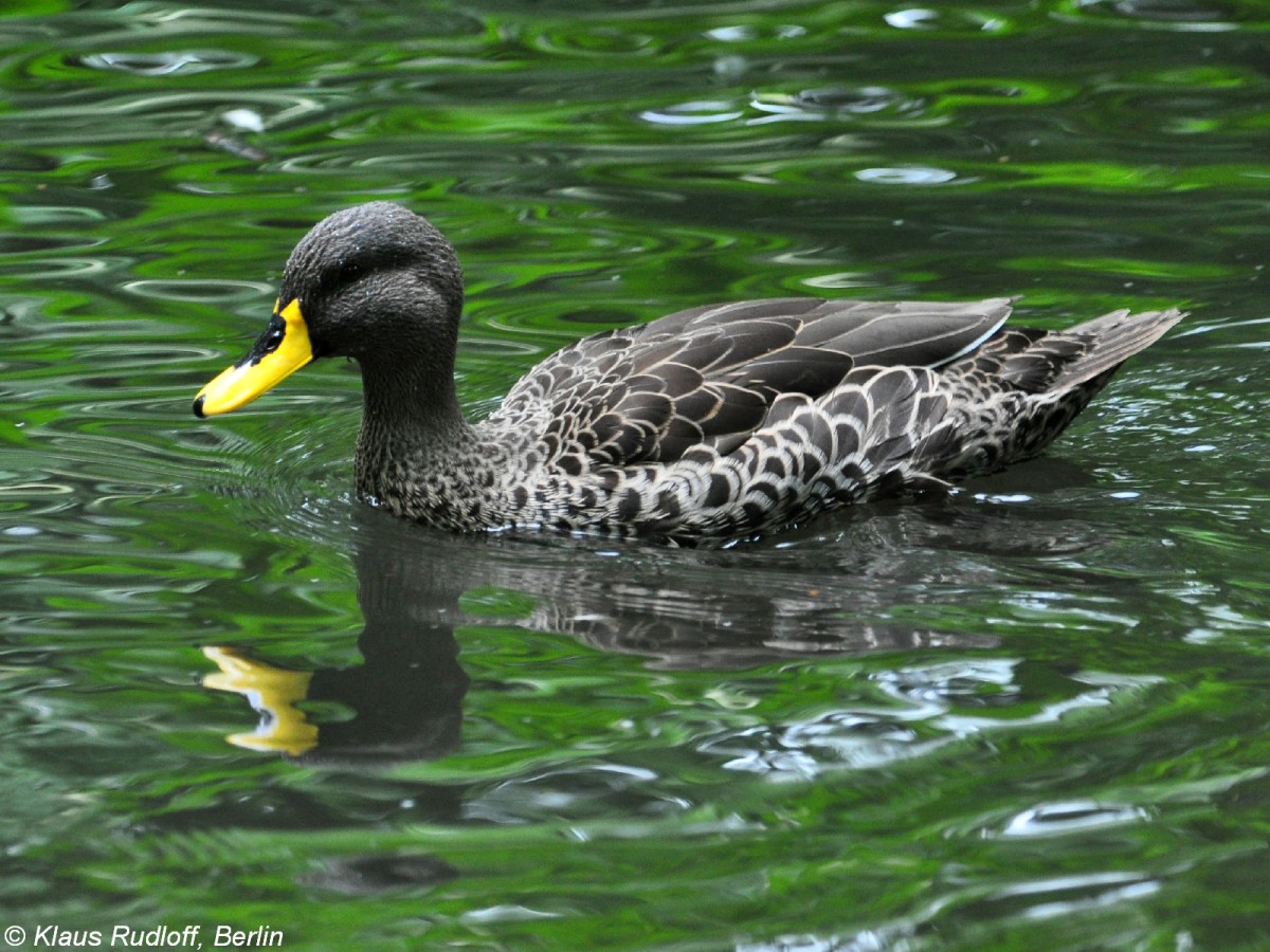 Gelbschnabelente (Anas undulata) im Tierpark Berlin.