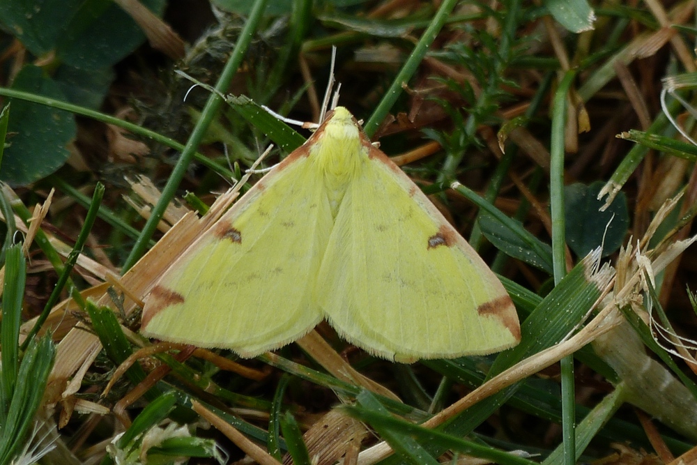 Gelbspanner (Opisthograptis luteolata9 gesehen in unserem Garten. 28.04.2020