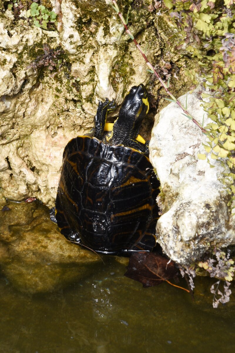 Gelbwangen-Schmuckschildkröte in einem zum Goldfisch- und Schildkrötenhabitat ausgebauten Springbrunnen  (PORTUGAL - Tavira, 19.02.2022)