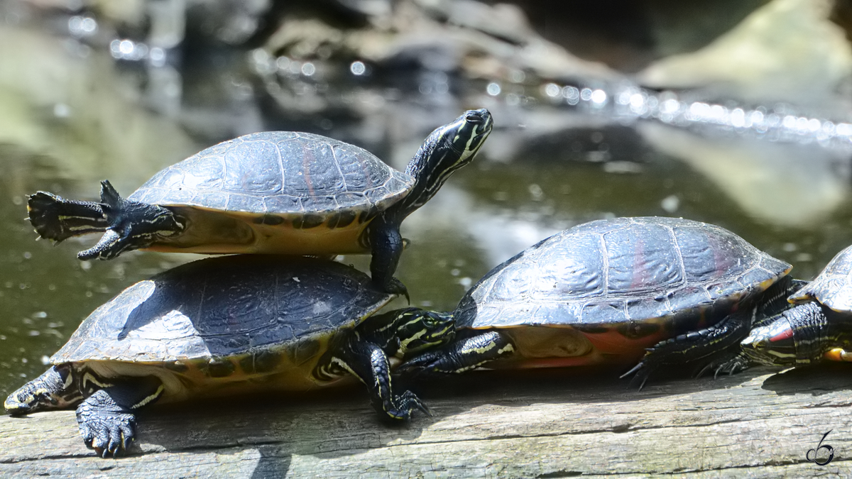 Gelbwangen-Schmuckschildkrten im Zoo Duisburg. (Juni 2013)